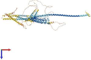 AlphaFold protein structure predicition of Human Recombinant ANKRD35 Protein, UniprotID Q8N283 (ANKRD35 Protein (AA 1-1001) (His tag))