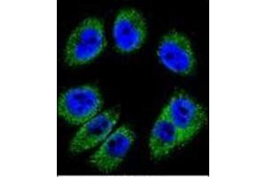 Confocal immunofluorescent analysis of Periostin Antibody (C-term) Cat. (Periostin antibody  (C-Term))
