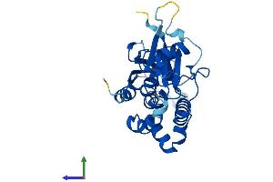AlphaFold protein structure predicition of Human Recombinant ATG5 Protein, UniprotID Q9H1Y0 (ATG5 Protein (AA 1-275) (His tag))