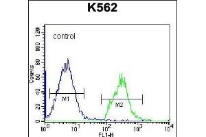 HIST1H2BL Antibody (N-term) (ABIN656638 and ABIN2845883) flow cytometric analysis of K562 cells (right histogram) compared to a negative control cell (left histogram). (Histone 2b (HIST1H2BL) (AA 1-30), (N-Term) antibody)