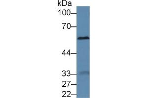 Western blot analysis of Mouse Liver lysate, using Mouse a1BG Antibody (2 µg/ml) and HRP-conjugated Goat Anti-Rabbit antibody (