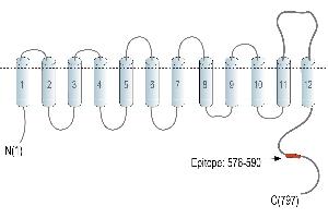 Representative domain view of the target of ABIN7885522.