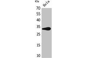 Western Blot analysis of HeLa cells using CD85f Polyclonal Antibody. (LILRA5 antibody  (Internal Region))