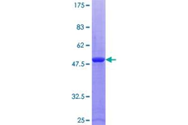 RAB9A Protein (AA 1-201) (GST tag)