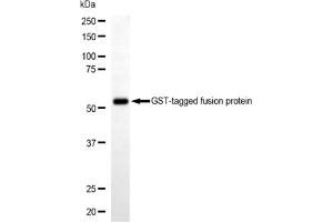 anti-GST-Tag antibody