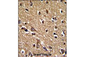 Formalin-fixed and paraffin-embedded human brain tissue reacted with PRDX2 Antibody , which was peroxidase-conjugated to the secondary antibody, followed by DAB staining. (Peroxiredoxin 2 antibody  (AA 98-127))
