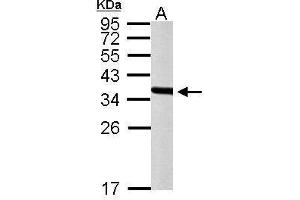 PEX19 anticorps