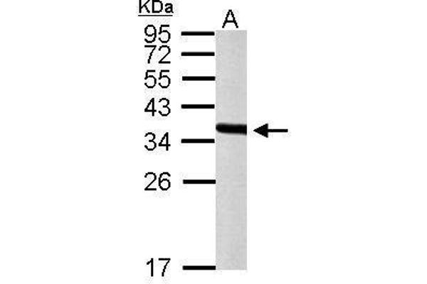 PEX19 anticorps