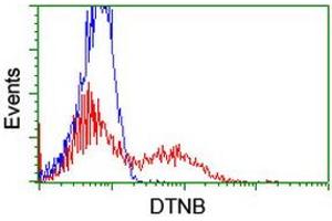 HEK293T cells transfected with either RC203798 overexpress plasmid (Red) or empty vector control plasmid (Blue) were immunostained by anti-DTNB antibody (ABIN2455577), and then analyzed by flow cytometry. (Dystrobrevin beta antibody)