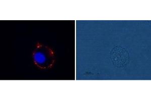 Immunocytochemistry (ICC) image for anti-Glutamate Receptor, Metabotropic 1 (GRM1) (AA 501-516), (Extracellular) antibody (ABIN7043245)