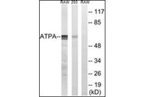 Western blot analysis of extracts from 293/RAW264.