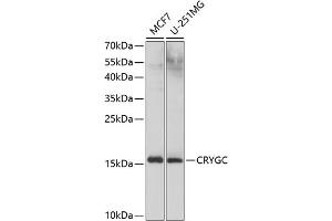 Western blot analysis of extracts of various cell lines, using CRYGC antibody (ABIN6130868, ABIN6139079, ABIN6139080 and ABIN6224977) at 1:1000 dilution. (CRYGC antibody  (AA 1-174))