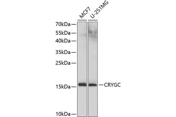 CRYGC antibody  (AA 1-174)