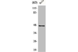 Western Blot analysis of HeLa cells using AW-1 Polyclonal Antibody