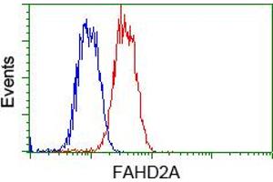 Image no. 6 for anti-Fumarylacetoacetate Hydrolase Domain Containing 2A (FAHD2A) antibody (ABIN1498182) (FAHD2A antibody)