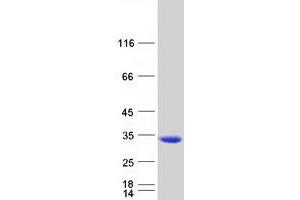 Validation with Western Blot (NANP Protein (Myc-DYKDDDDK Tag))
