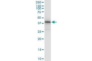 Immunoprecipitation of MSI1 transfected lysate using anti-MSI1 MaxPab rabbit polyclonal antibody and Protein A Magnetic Bead , and immunoblotted with MSI1 purified MaxPab mouse polyclonal antibody (B01P) . (MSI1 antibody  (AA 1-362))