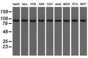 Image no. 1 for anti-Ubiquitin Specific Peptidase 5 (USP5) antibody (ABIN1501691)