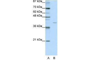 EIF3S4 antibody used at 1. (EIF3G antibody  (N-Term))