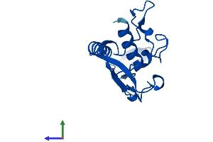 AlphaFold protein structure predicition of Human Recombinant CYP2G1P Protein, UniprotID Q6ZSU1 (CYP2G1 Protein (AA 1-146) (His tag))