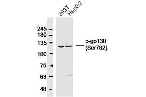 Lane 1: 293T lysates Lane 2: HepG2 lysates probed with gp130 (Ser782) Polyclonal Antibody, Unconjugated  at 1:300 dilution and 4˚C overnight incubation. (CD130/gp130 antibody  (pSer782))