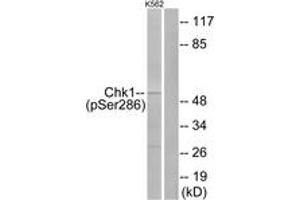 Western blot analysis of extracts from K562 cells treated with Na3VO4 0. (CHEK1 antibody  (pSer286))