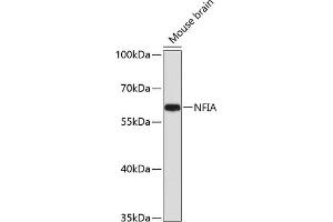 Western blot analysis of extracts of mouse brain, using NFIA antibody (ABIN1681040, ABIN3017626, ABIN3017627 and ABIN6220178) at 1:1000 dilution. (NFIA antibody  (AA 180-330))