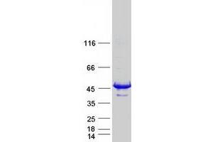 Validation with Western Blot (Septin 1 Protein (SEPT1) (Myc-DYKDDDDK Tag))