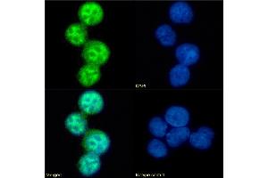 Immunofluorescence staining of fixed U937 cells with anti-CCR5 (phosphoserine 337) antibody V14/2. (Recombinant CCR5 antibody  (pSer337))