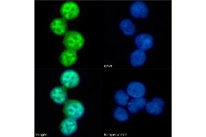 Immunofluorescence staining of fixed U937 cells with anti-CCR5 (phosphoserine 337) antibody V14/2. (Recombinant CCR5 antibody  (pSer337))
