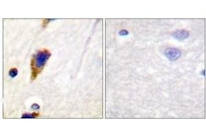 Immunohistochemistry (IHC) image for anti-Dynamin 1 (DNM1) (AA 740-789) antibody (ABIN2888626) (Dynamin 1 antibody  (AA 740-789))