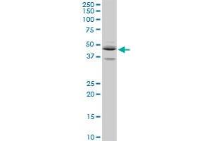 SEPT5 MaxPab rabbit polyclonal antibody. (Septin 5 antibody  (AA 1-369))