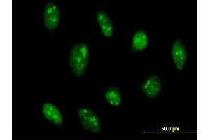 Immunofluorescence of purified MaxPab antibody to GADD45G on HeLa cell. (GADD45G antibody  (AA 1-159))