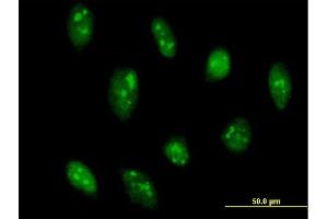 Immunofluorescence of purified MaxPab antibody to GADD45G on HeLa cell.