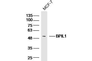 MCF-7 Cell lysates probed with BPIL1 Polyclonal Antibody, unconjugated  at 1:300 overnight at 4°C followed by a conjugated secondary antibody for 60 minutes at 37°C. (BPIL1 antibody  (AA 1-100))