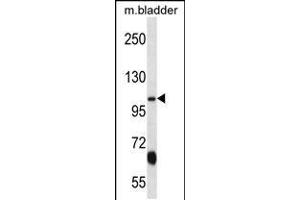 Western blot analysis in mouse bladder tissue lysates (35ug/lane). (KCNQ3 antibody  (C-Term))