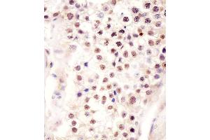 B staining FSTL3 in human testis tissue sections by Immunohistochemistry (IHC-P - paraformaldehyde-fixed, paraffin-embedded sections).