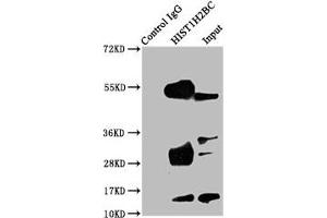 Immunoprecipitating HIST1H2BC in A549 whole cell lysate Lane 1: Rabbit control IgG instead of ABIN7139174 in A549 whole cell lysate. (Histone H2B antibody  (acLys24))
