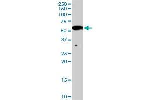 INHBB MaxPab rabbit polyclonal antibody. (INHBB antibody  (AA 1-407))