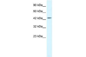Western Blotting (WB) image for anti-Inhibitor of kappa Light Polypeptide Gene Enhancer in B-Cells, Kinase gamma (IKBKG) (Middle Region) antibody (ABIN2779232)