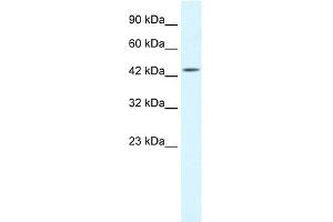 WB Suggested Anti-IKBKG Antibody Titration: 1.