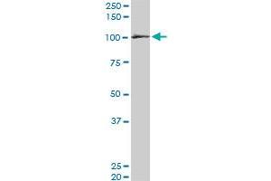 Sec8 antibody  (AA 1-109)