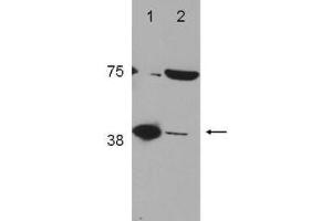 Western Blot of Rabbit Anti-POLß (DNA polymerase beta) Antibody (). (POLB antibody  (C-Term))