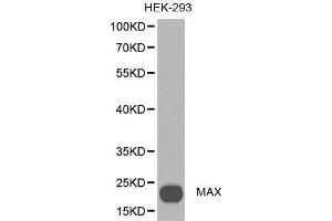 Western blot analysis of extracts of HEX-293 cell lines, using MAX antibody. (MAX antibody  (AA 1-160))