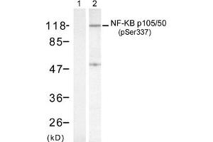 Western blot analysis of extract from HeLa cells, using NF-kappa,B p105/p50 (phospho-Ser337) antibody (Lane 1 and 2). (NFKB1 antibody  (pSer337))