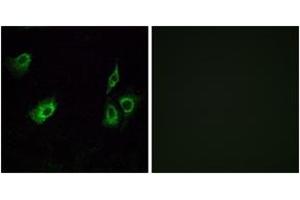 anti-Olfactory Receptor, Family 4, Subfamily K, Member 3 (OR4K3) (AA 266-315) antibody