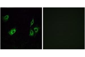 Immunofluorescence analysis of A549 cells, using OR4K3 Antibody. (OR4K3 antibody  (AA 266-315))
