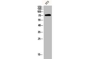 Western Blot analysis of 3T3 cells using Phospho-Syk (Y348) Polyclonal Antibody (SYK antibody  (pTyr348))