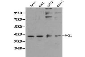 Western Blotting (WB) image for anti-Induced Myeloid Leukemia Cell Differentiation Protein Mcl-1 (MCL1) antibody (ABIN1873660) (MCL-1 antibody)