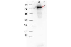 HRP-conjugated Goat-Anti-Rabbit  secondary antibody was used at 1:40,000 in ABIN925618 blocking buffer to detect a rabbit primary antibody by Western Blot. (Goat anti-Rabbit IgG (Heavy & Light Chain) Antibody (HRP))